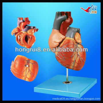 Modelo humano del corazón humano de la ISO, modelo de la anatomía del corazón, corazón anatómico